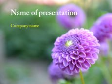 Free purple flower powerpoint template presentation